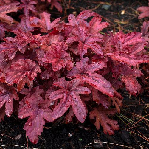 Heuchera 'Red Rover'  - PW® Fun and Games® Red Rover Coral Bells