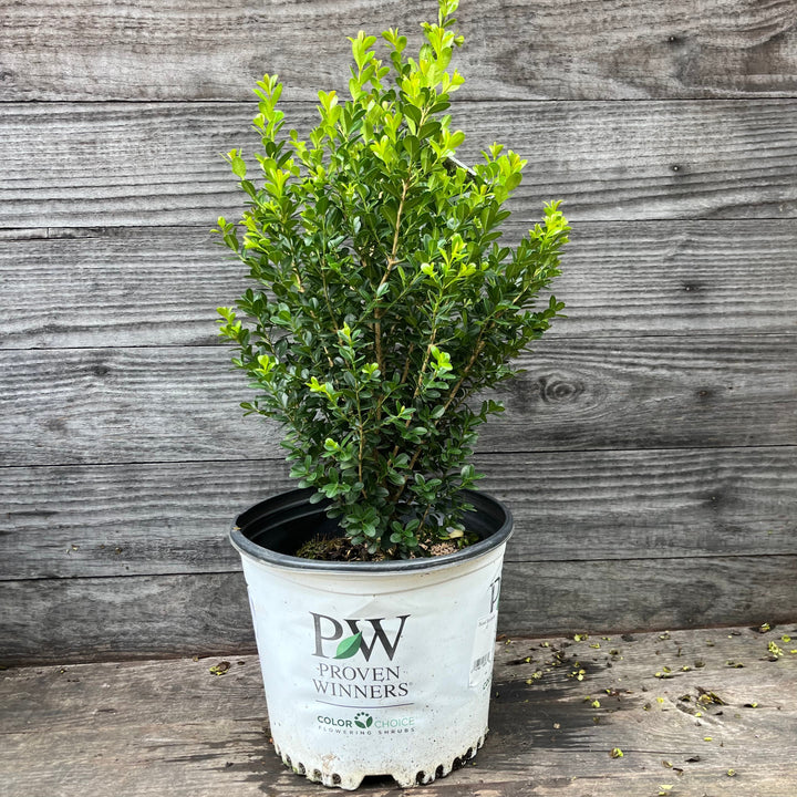 Buxus microphylla 'Bulthouse'  - Sprinter® Boxwood