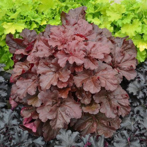Heuchera 'Mahogany Monster'  - Primo® Mahogany Monster Heuchera