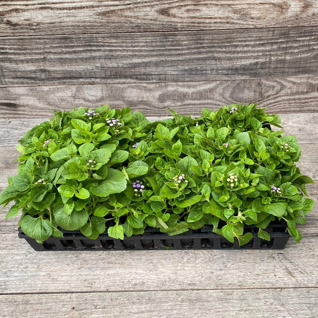 Ageratum houstonianum 'Aloha Blue' ~ Aloha Blue Floss Flower