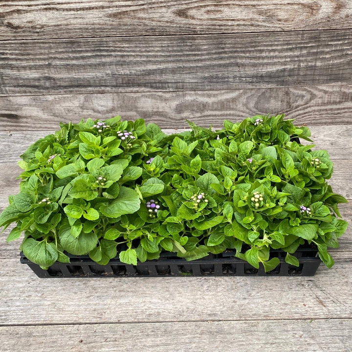 Ageratum houstonianum 'Aloha Blue' ~ Aloha Blue Floss Flower