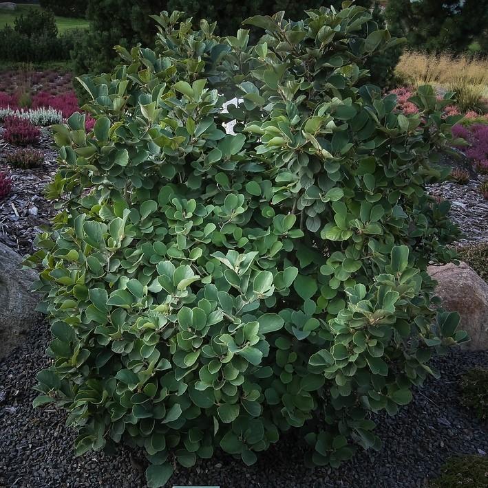 Fothergilla gardenii  - Dwarf Fothergilla