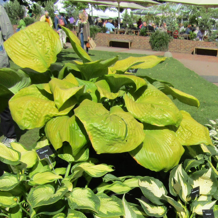 Hosta 'Sum and Substance' ~ Sum and Substance Hosta