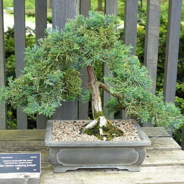 Juniperus horizontalis 'Bar Harbor'  - Bar Harbor Juniper