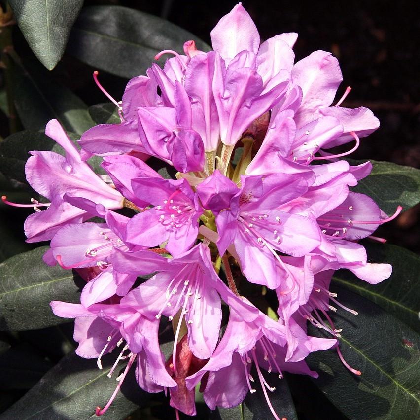 Rhododendron 'English Roseum'  - English Roseum Rhododendron