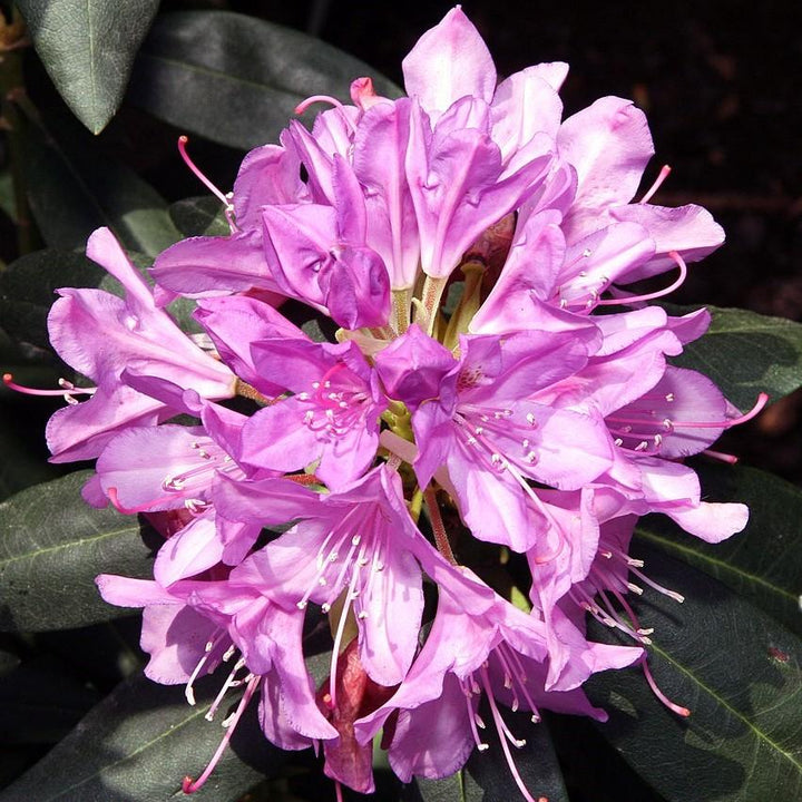 Rhododendron 'English Roseum'  - English Roseum Rhododendron