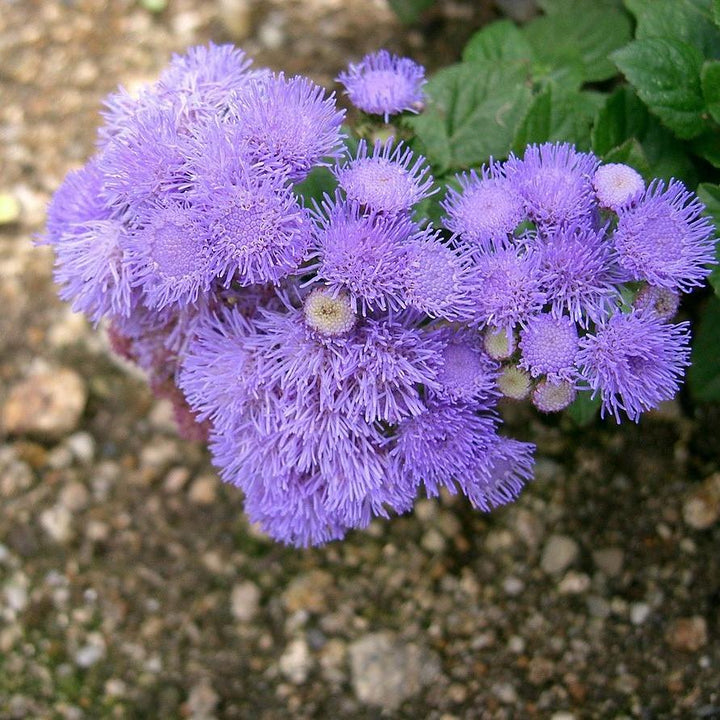 Ageratum houstonianum 'Aloha Blue' ~ Aloha Blue Floss Flower