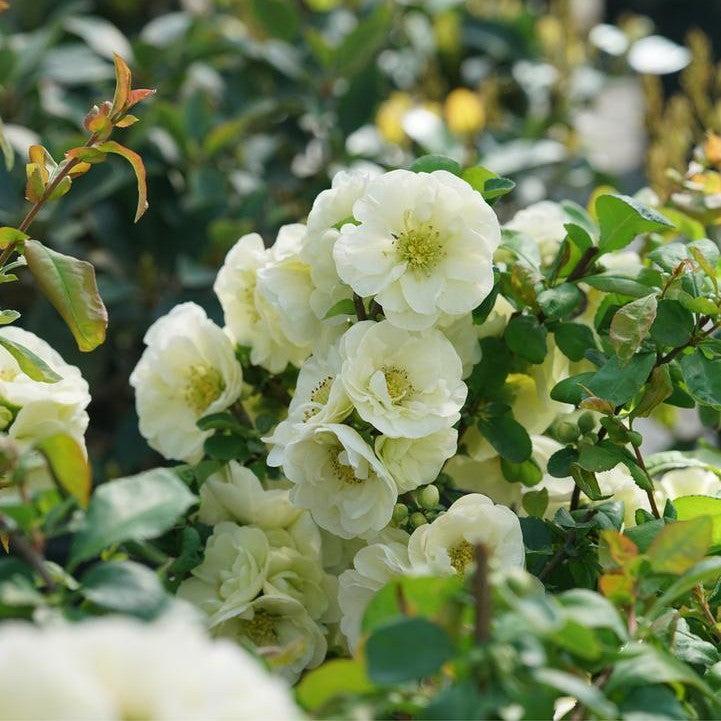 Chaenomeles speciosa 'SMNCSDW' PP35018  - PW® Double Take™ Eternal White® Flowering Quince
