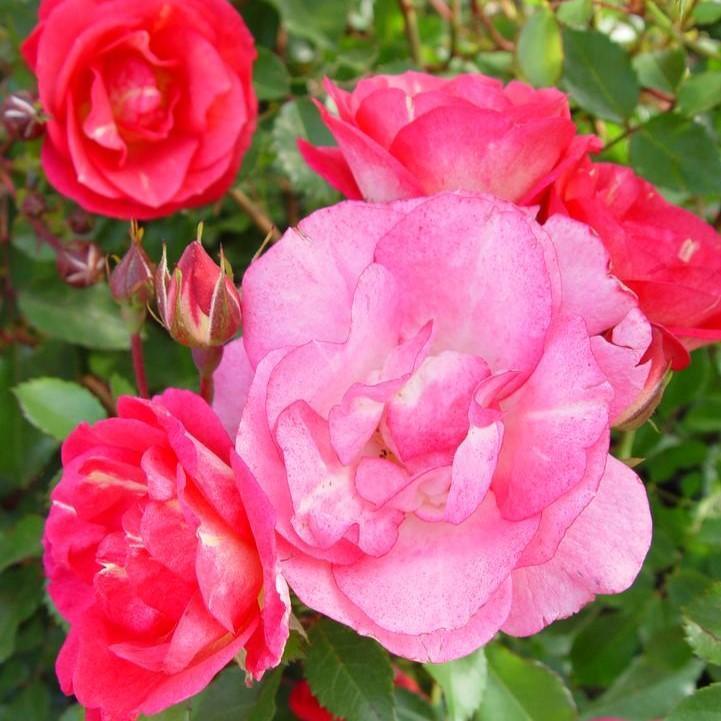 Rosa 'BAIset'  - Easy Elegance® Sunrise Sunset Rose