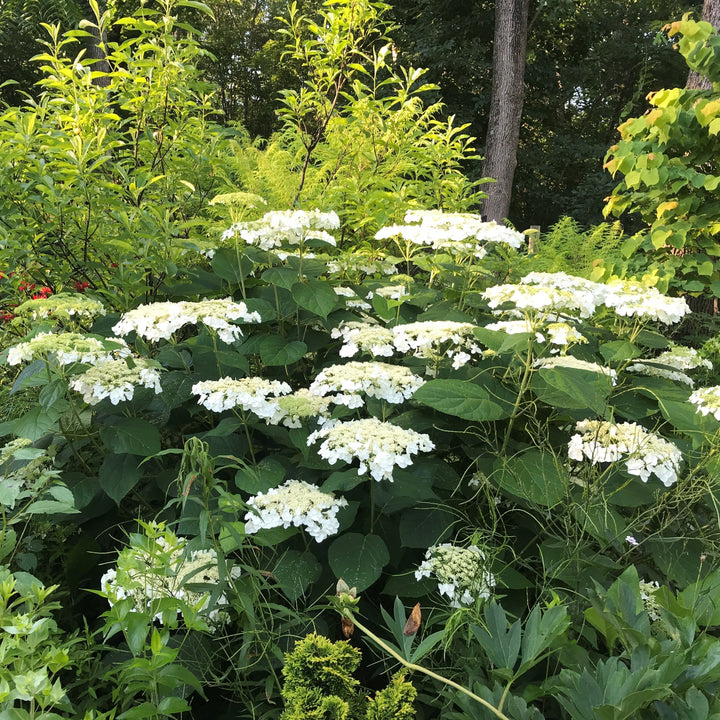 Hydrangea arborescens 'Haas' Halo'  - Haas' Halo Hydrangea