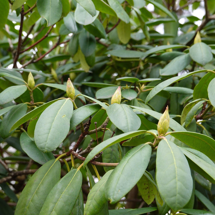 Rhododendron maximum 'Roseum'  - Pink Rosebay Rhododendron