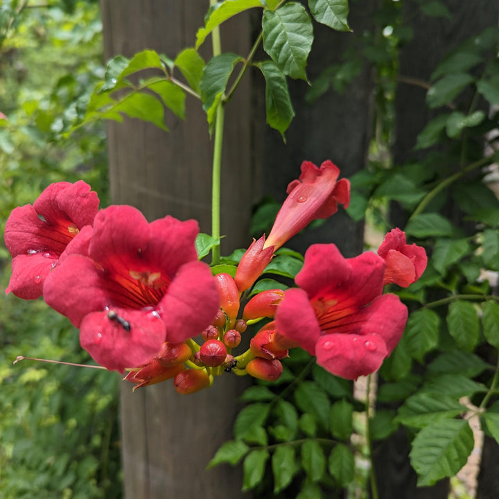 Campsis radicans 'Flamenco'  - Flamenco Trumpet Creeper