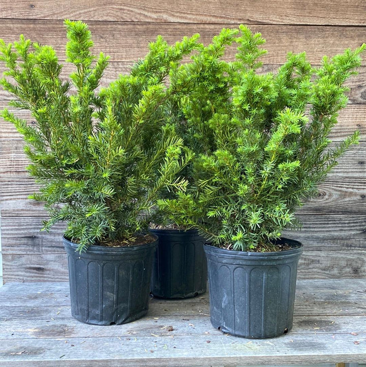 Taxus x media 'Densiformis'  - Dense Spreading Yew