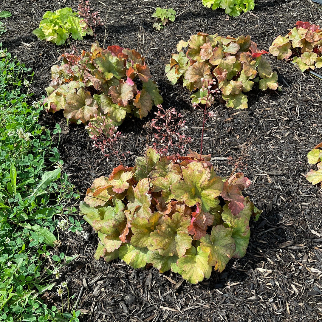 Heuchera 'Toffee Tart' PP33,694  - Dolce® Toffee Tart Heuchera