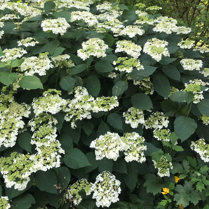 Hydrangea arborescens 'Haas' Halo'  - Haas' Halo Hydrangea