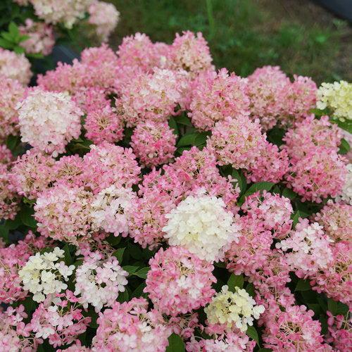Hydrangea paniculata 'SMNHPK'  - Proven Winners® Fire Light Tidbit® Hydrangea