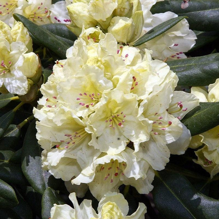 Rhododendron 'Capistrano'  - Capistrano Rhododendron