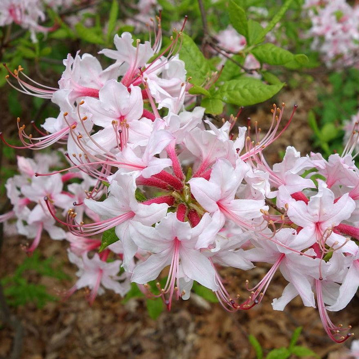 Rhododendron periclymenoides  - Pinxterbloom Azalea