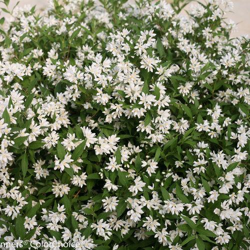 Yuki Snowflake® Deutzia