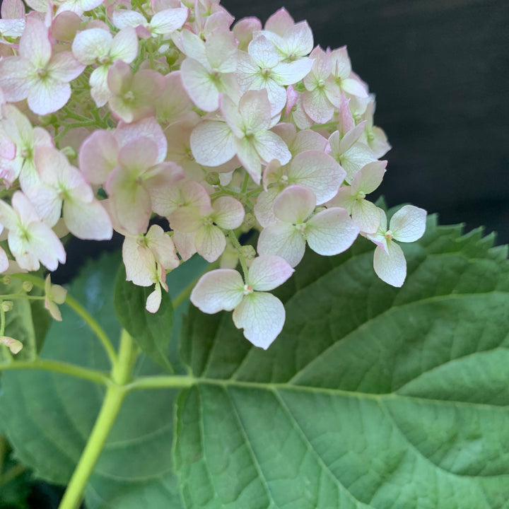 Hydrangea arborescens 'NCHA5'  - Invincibelle® Wee White Smooth Hydrangea