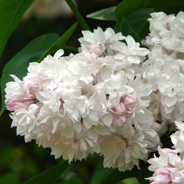 Syringa vulgaris 'Krasavitsa Moskvy'  - Beauty Of Moscow Lilac