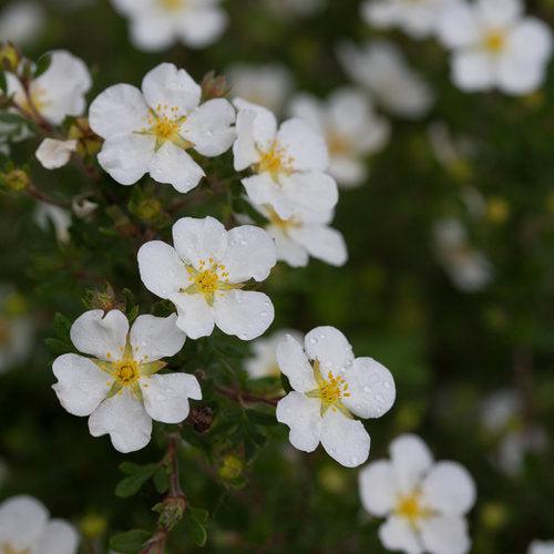 Happy Face® White Potentilla