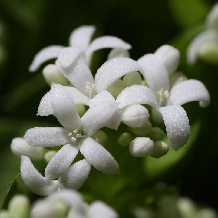 Sweet Woodruff