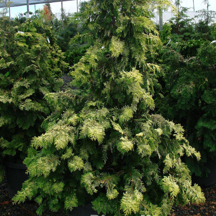 Chamaecyparis obtusa 'Crippsii'  - Golden Hinoki False Cypress