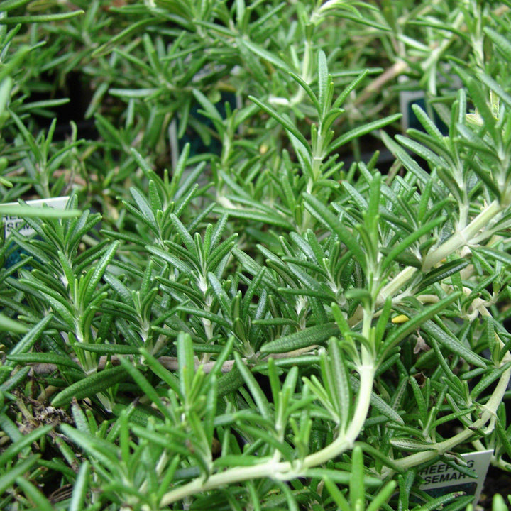 Rosmarinus officinalis 'Prostratus'  - Creeping Rosemary