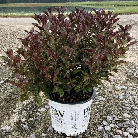 Weigela florida 'Alexandra’  - Wine & Roses® Weigela