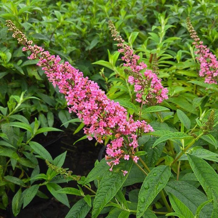 Buddleia davidii 'Bailbudone'  - First Editions® Trippy Pink® Butterfly Bush