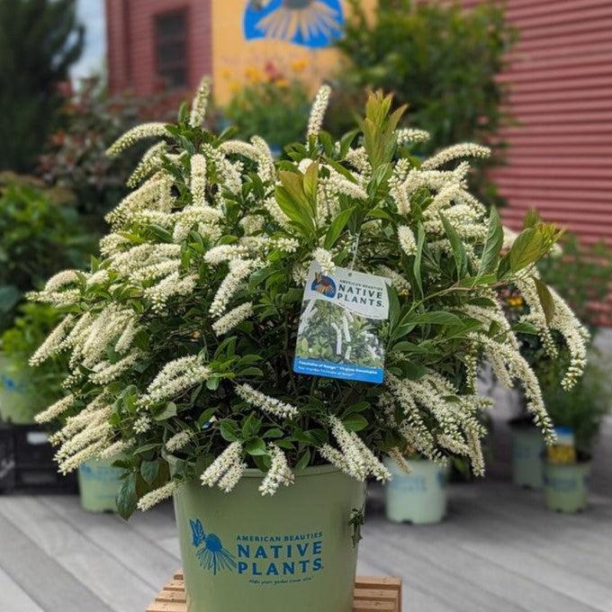 Itea virginica 'SMIHGRS'  - Fountains of Rouge™ Sweetspire