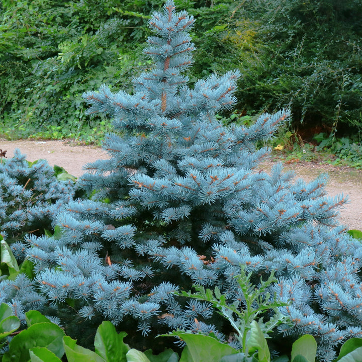 Picea pungens 'Baby Blue'  - Baby Blue Spruce