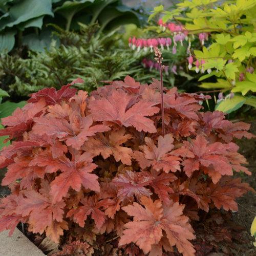Heuchera 'Hopscotch'  - PW® Fun and Games® Hopscotch Coral Bells