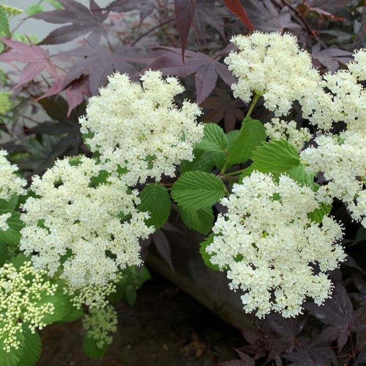 Viburnum dentatum 'Plum Pudding'  -  NativeStar® Plum Pudding Viburnum