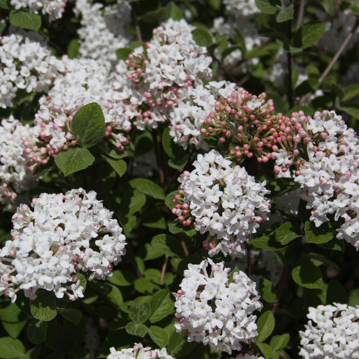 Viburnum carlesii ‘Select A’  - Spice Island™ Korean Spice Viburnum