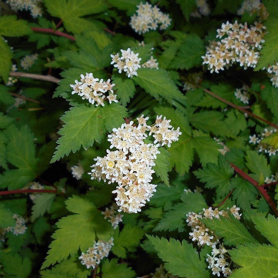 Stephanandra incisa 'Crispa'  - Crispa Cutleaf Stephanandra