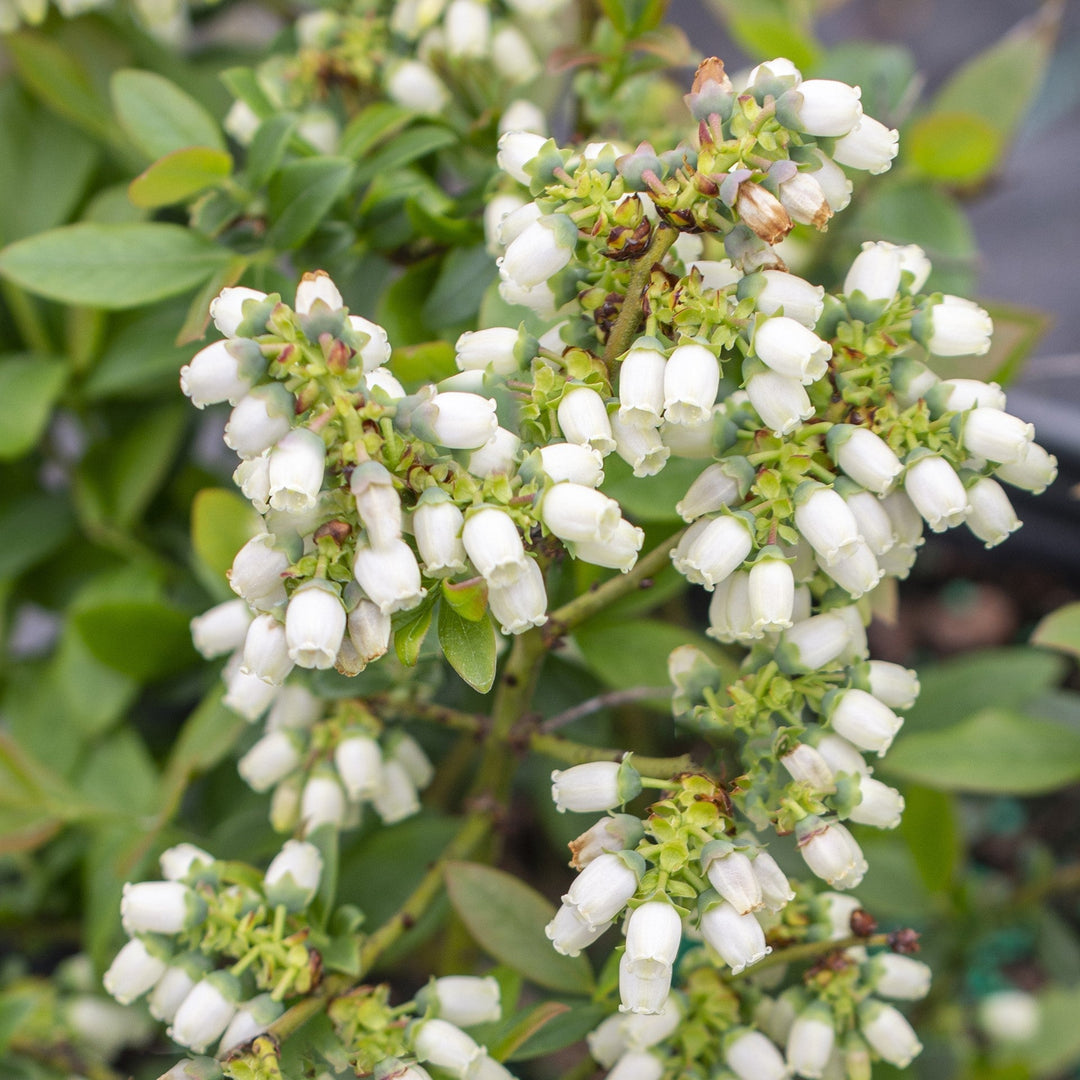 Vaccinium 'ORUS-61-1'  - Bushel and Berry® Perpetua® Blueberry
