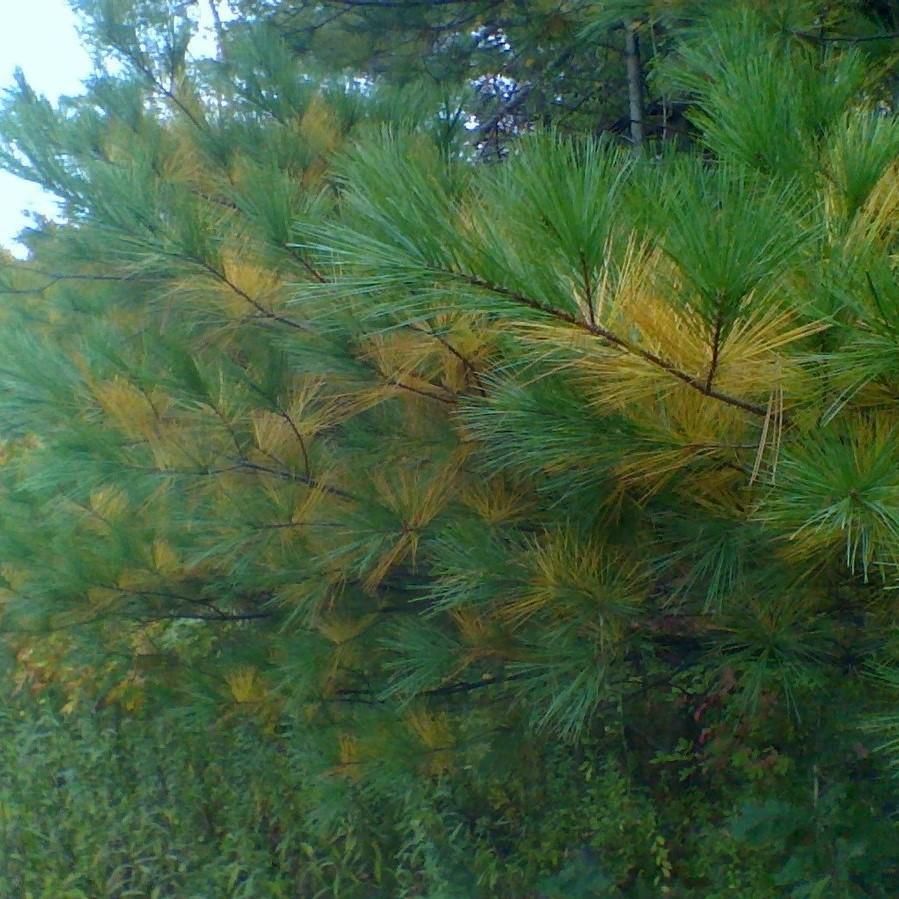 Pinus strobus  - White Pine