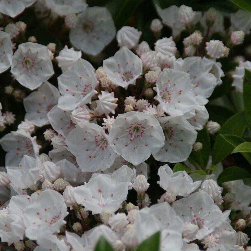 Kalmia latifolia 'Elf'  - Elf Mountain Laurel