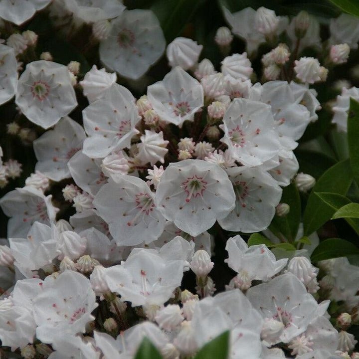 Kalmia latifolia 'Elf'  - Elf Mountain Laurel