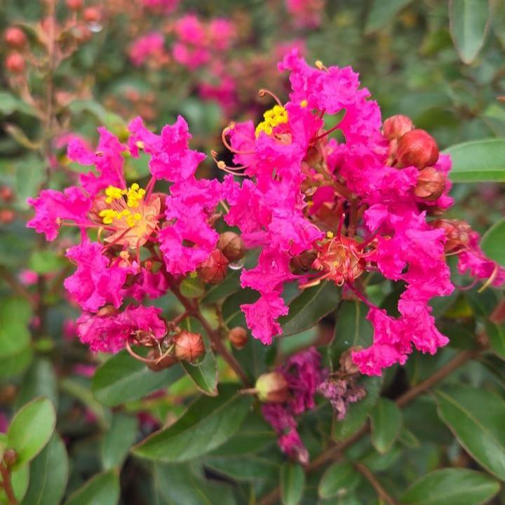 Lagerstroemia 'G19234'  - GreatMyrtle™ Cherry Delight Crape Myrtle