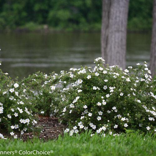 Happy Face® White Potentilla