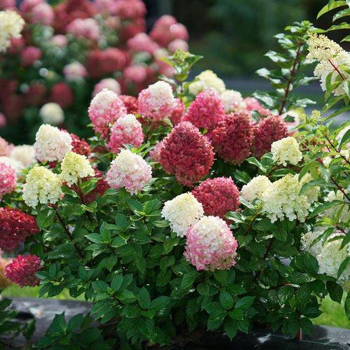 Hydrangea paniculata 'SMNHPH' PP33,207  - Proven Winners® Little Lime Punch® Hydrangea