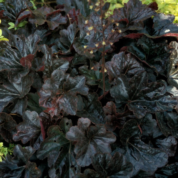 Heuchera 'Obsidian'  - Obsidian Coral Bells