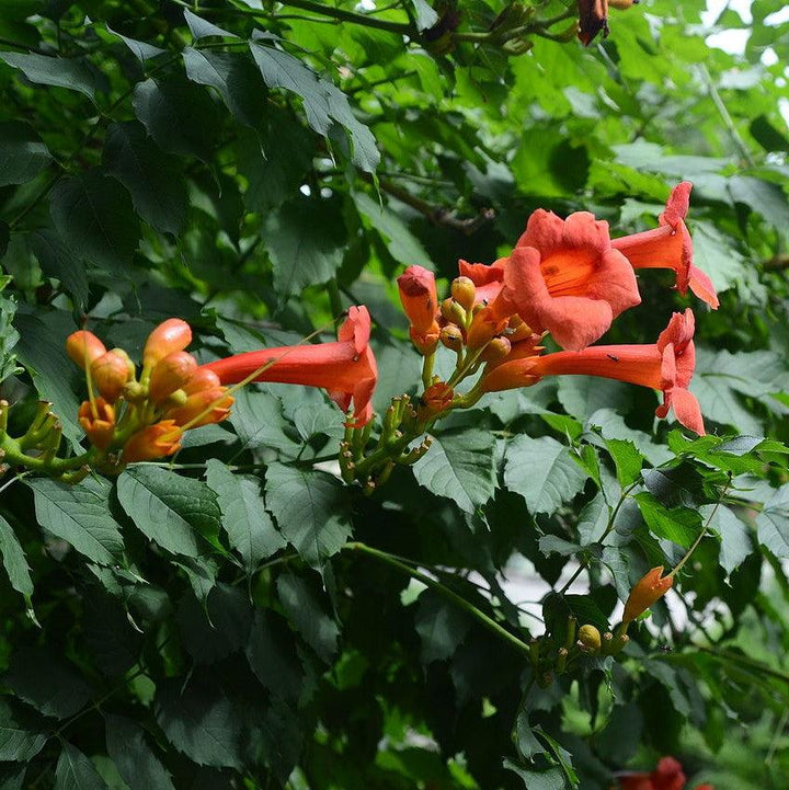 Campsis radicans  - Trumpet Vine