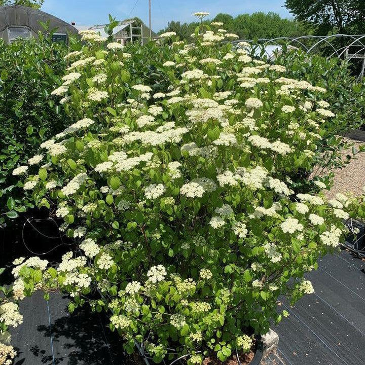 Viburnum dentatum 'Plum Pudding'  -  NativeStar® Plum Pudding Viburnum