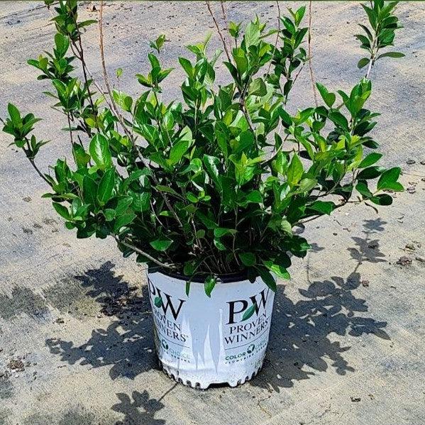 Aronia melanocarpa 'UCONNAM165'  - PW® Low Scape Mound® Aronia