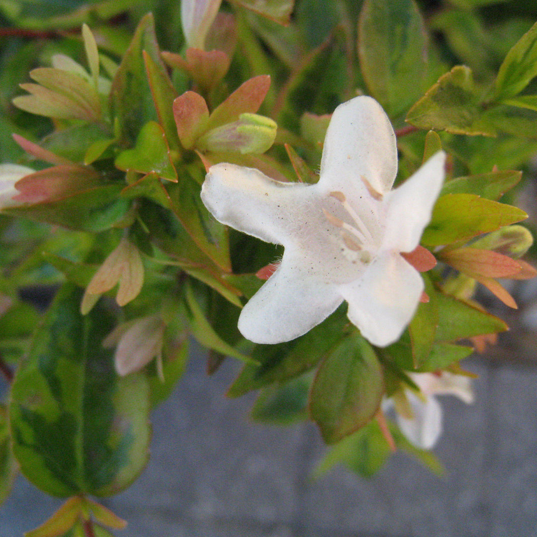 Abelia x grandiflora 'Kaleidoscope'  - Kaleidoscope Abelia