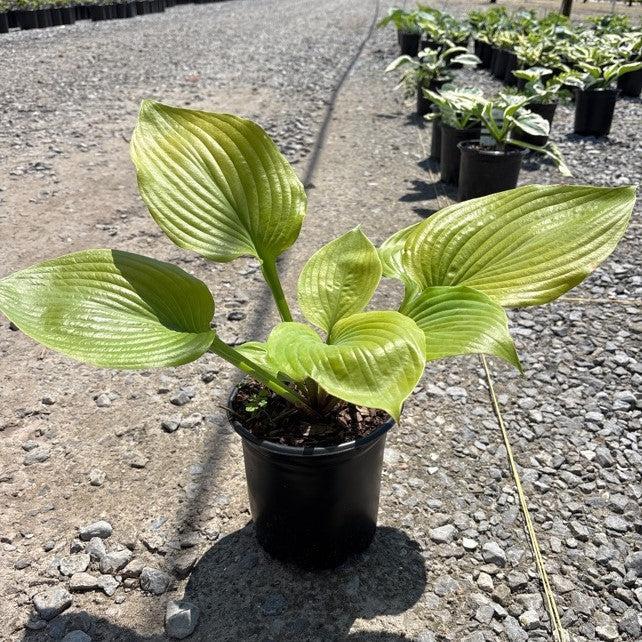 Hosta 'Sum and Substance' ~ Sum and Substance Hosta